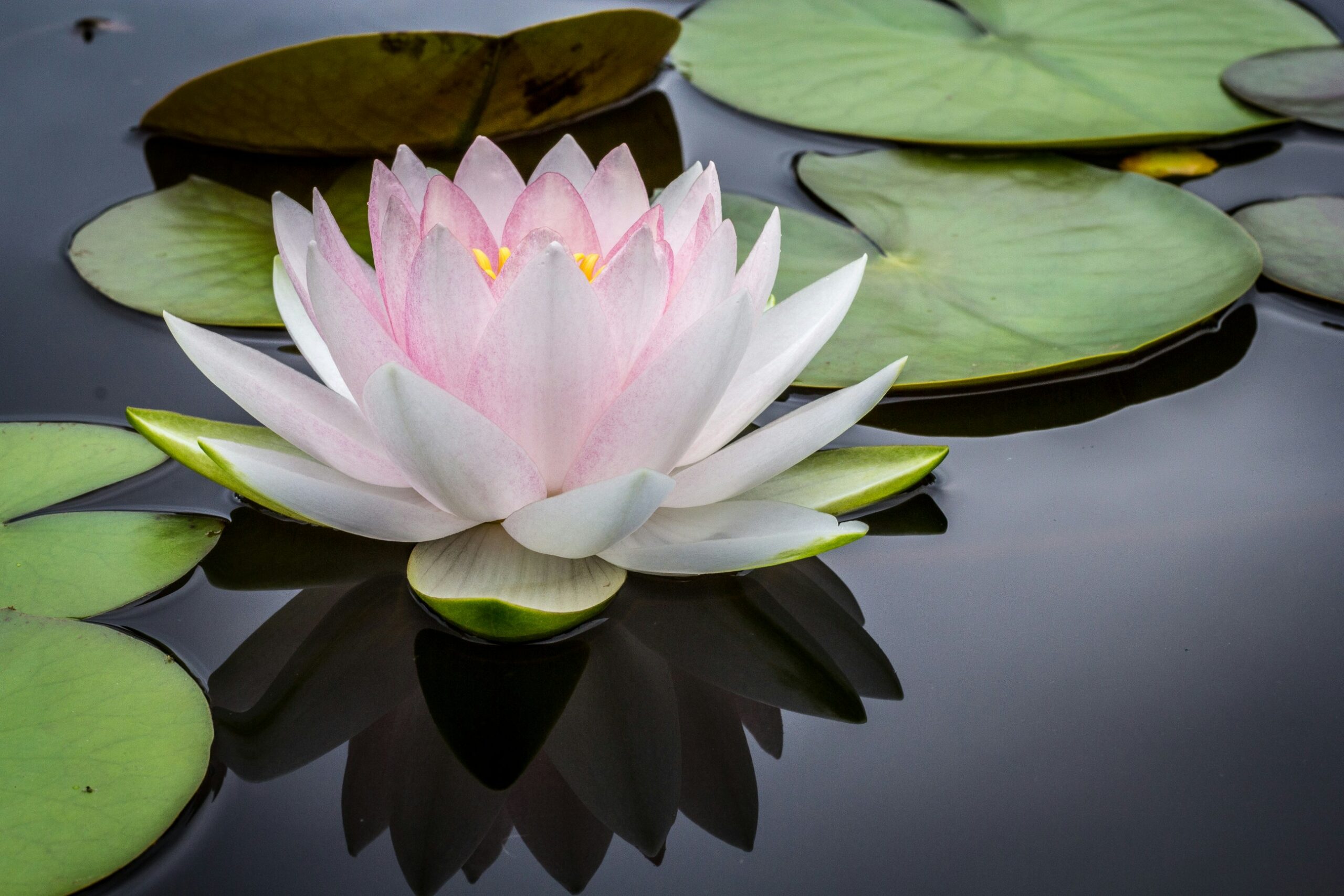 Seerosenblätter mit Lotusblüte auf ruhigem Wasser